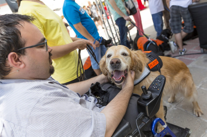 Sofia, Bulgaria - June 21, 2016: An assistance dog is shown during a performance before given to an individual with a disability. The animal is trained by an assistance dog organization with the help of a professional trainer.